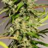 семена конопли в фирменной упаковке Sweet Tai feminised Sweet Seeds