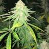 Critical Plus feminised Ganja Seeds