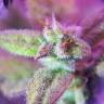 качественные семена конопли Auto Maxigom x Northern Lights feminised