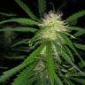 семена конопли феминизированные Auto Maxigom x Northern Lights feminised