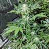 урожайные семена конопли Auto Maxigom x Northern Lights feminised