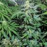 семена конопли в оригинальных упаковках Auto Maxigom x Northern Lights feminised
