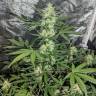 семена сортовой конопли Auto Maxigom x Northern Lights feminised