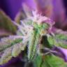 семена конопли недорого Auto Maxigom x Northern Lights feminised