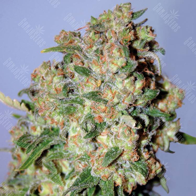 конопля семена сорта заказать Critical feminised Advanced Seeds конопля семена сорта заказать Critical feminised Advanced Seeds
