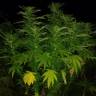 где можно заказать семена конопли Kaya Gold feminised Nirvana Seeds где можно заказать семена конопли Kaya Gold feminised Nirvana Seeds
