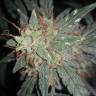 семена конопли для посадки купить Auto Cheesy feminised Philosopher Seeds