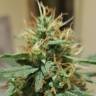 семена конопли курьером Auto Cheesy feminised Philosopher Seeds