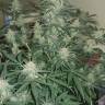 семена конопли для курения Auto Cheesy feminised Philosopher Seeds