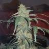семена конопли для выращивания Auto Cheesy feminised Philosopher Seeds