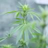 семена конопли медицинской Royal Medic CBD feminised Royal Queen