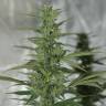 семена конопли в фирменной упаковке Royal Medic CBD feminised Royal Queen
