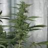 семена конопли интернет магазин Royal Medic CBD feminised Royal Queen