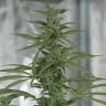 семена конопли f1 в оригинальной упаковке Royal Medic CBD feminised Royal Queen