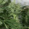 семена сортовой конопли Royal Medic CBD feminised Royal Queen