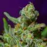 семена сортовой конопли Wild Rose feminised Sweet Seeds