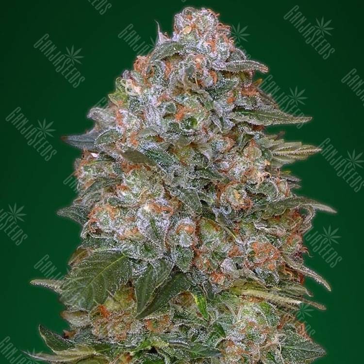 семена конопли курьером Critical Soma feminised Advanced Seeds