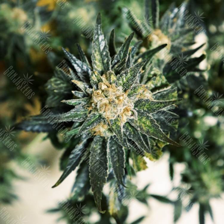 хорошие семена конопли DC Kush feminised Doctors Choice
