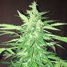 конопля семена сорта заказать Lemon OG Haze feminised Nirvana Seeds