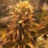 семена конопли в интернет магазине Auto Brooklyn Sunrise feminised Ganja Seeds