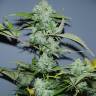 семена конопли Спб Auto White Russian #1 feminised Serious Seeds семена конопли Спб Auto White Russian #1 feminised Serious Seeds