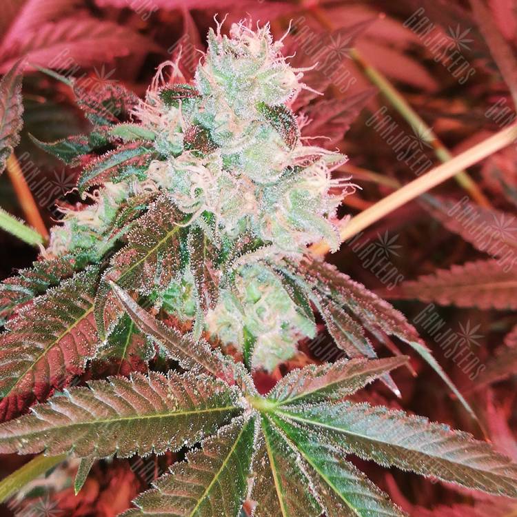 семена конопли феминизированные Do-Sweet-Dos feminised Sweet Seeds