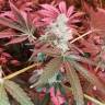 семена конопли недорого Do-Sweet-Dos feminised Sweet Seeds