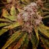семена мощных сортов конопли Auto Pineapple Chunk feminised