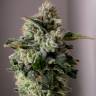 качественные семена конопли Auto Pineapple Chunk feminised