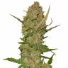 семена конопли элитных сортов Auto Pineapple Chunk feminised
