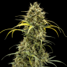 семена конопли сортовые Auto Pineapple Chunk feminised