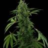 семена конопли для курения Auto Pineapple Chunk feminised