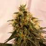 мощные семена конопли Auto Pineapple Chunk feminised