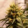 купить элитные семена конопли Auto Pineapple Chunk feminised