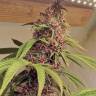 заказать семена конопли Auto Pineapple Chunk feminised