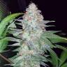 элитные семена конопли Auto Pineapple Chunk feminised