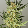 Auto Northern Lights x AK feminised Ganja Seeds