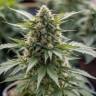 Auto Northern Lights x AK feminised Ganja Seeds