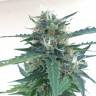 семена конопли для курения Auto Northern Lights x AK feminised