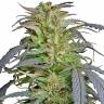 семена конопли аутдор Critical Super Silver Haze feminised