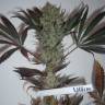 The Ultimate feminised Dutch Passion Seeds The Ultimate feminised Dutch Passion Seeds