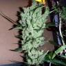 The Ultimate feminised Dutch Passion Seeds The Ultimate feminised Dutch Passion Seeds