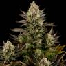 семена конопли медицинских сортов Dinafem Seeds