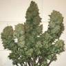 семена конопли в России Auto West Coast O.G. feminised Fast Buds