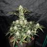 семена конопли Спб Auto West Coast O.G. feminised Fast Buds