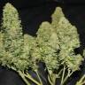 семена конопли Москва Auto West Coast O.G. feminised Fast Buds