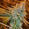 семена культурной конопли купить Auto West Coast O.G. feminised Fast Buds