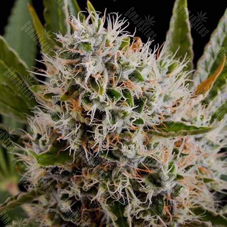 семена конопли курьером Lithium OG Kush feminised Nirvana Seeds