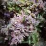 семена конопли гидропоники Auto Sleepy Yoda feminised Philosopher Seeds