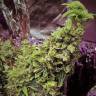 семена конопли дешево Auto Sleepy Yoda feminised Philosopher Seeds